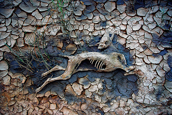 Carcass, Robbers Roost Canyon, Grant johnson coyote  Dirty Devil River, environmental consequences of global climate change